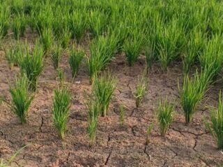 Ratusan Hektare Sawah di Samarinda Terancam Gagal Panen Akibat Kemarau