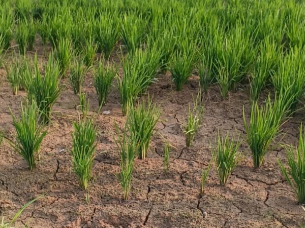 Ratusan Hektare Sawah di Samarinda Terancam Gagal Panen Akibat Kemarau