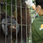 Karhutla di Labanan Nyaris Bakar Kandang Orangutan