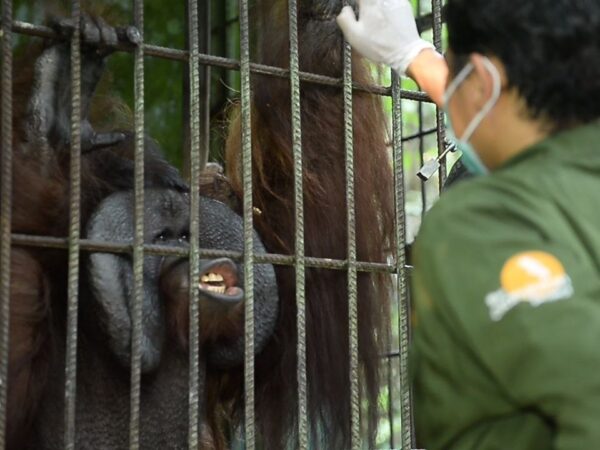 Karhutla di Labanan Nyaris Bakar Kandang Orangutan