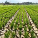 Sungai Karang Mumus Disedot agar 48 Hektare Sawah di Betapus Bisa Panen