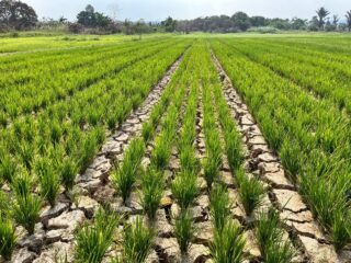 Sungai Karang Mumus Disedot agar 48 Hektare Sawah di Betapus Bisa Panen