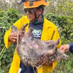 Karhutla di Kawasan Perumahan Korpri Pelita 8 Berulang, Petugas Temukan Sejumlah Satwa Mati Terbakar