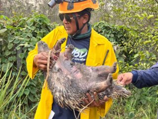 Karhutla di Kawasan Perumahan Korpri Pelita 8 Berulang, Petugas Temukan Sejumlah Satwa Mati Terbakar