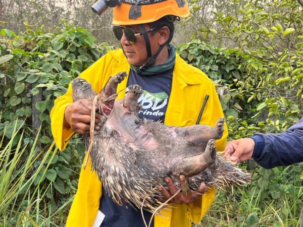 Karhutla di Kawasan Perumahan Korpri Pelita 8 Berulang, Petugas Temukan Sejumlah Satwa Mati Terbakar