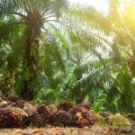 Tata Kelola Sawit Kaltim Perlu Dibenahi, Produktivitas dan Kemitraan Jadi Perhatian