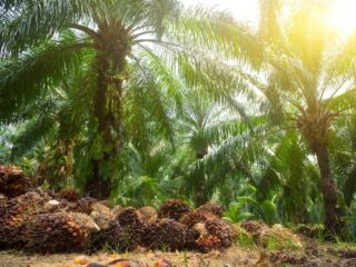 Tata Kelola Sawit Kaltim Perlu Dibenahi, Produktivitas dan Kemitraan Jadi Perhatian